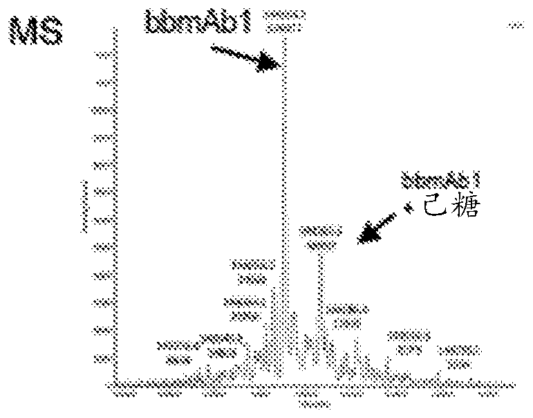 Method of manufacturing bispecific antibodies, bispecific antibodies and therapeutic use of such antibodies