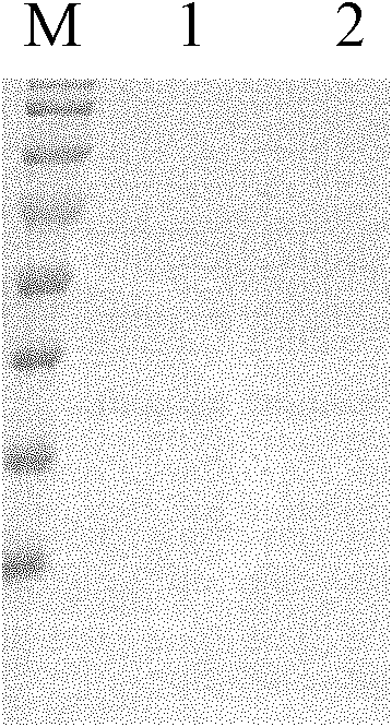 Method for expressing and purifying neutral protease (NPR)