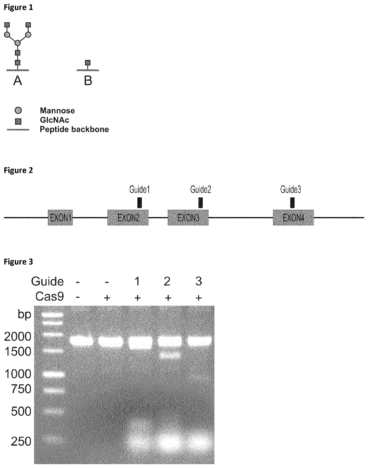 Cells producing glycoproteins having altered N- and O-glycosylation patterns and methods and use thereof