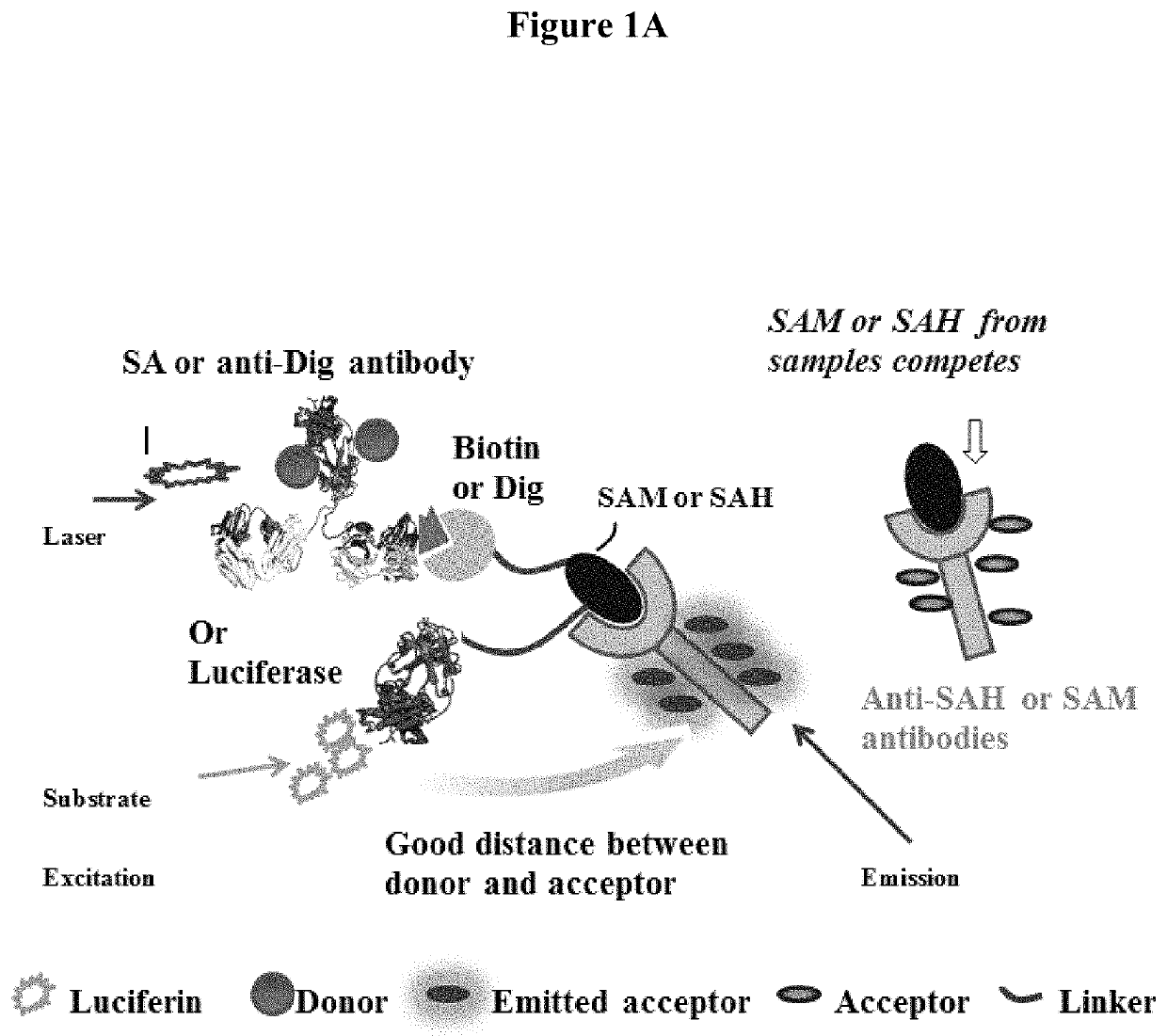 Bioconjugates of heterocyclic compounds