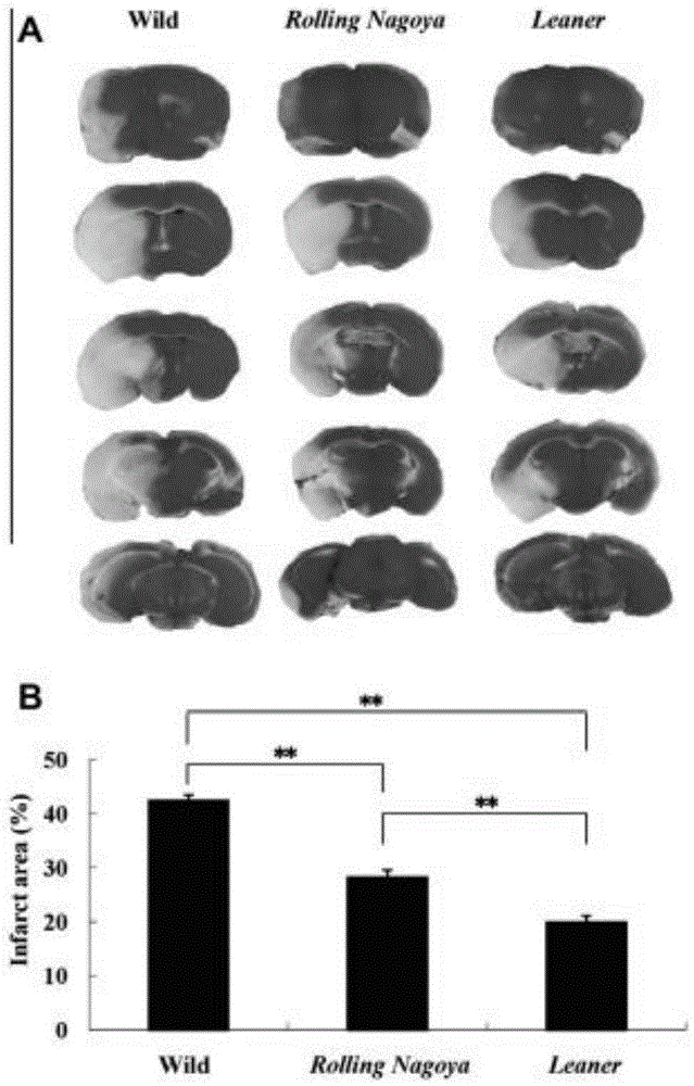 Effect of Cav2.1 channel in Ca2+ dependent ischemia model