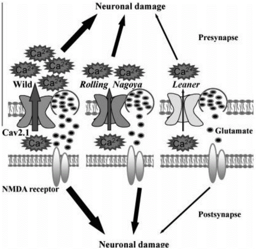 Effect of Cav2.1 channel in Ca2+ dependent ischemia model