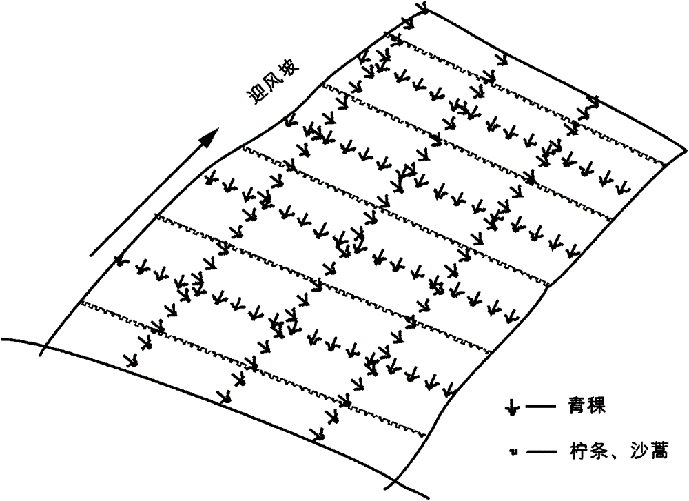 A method for setting barley living sand barriers in mobile sand dunes