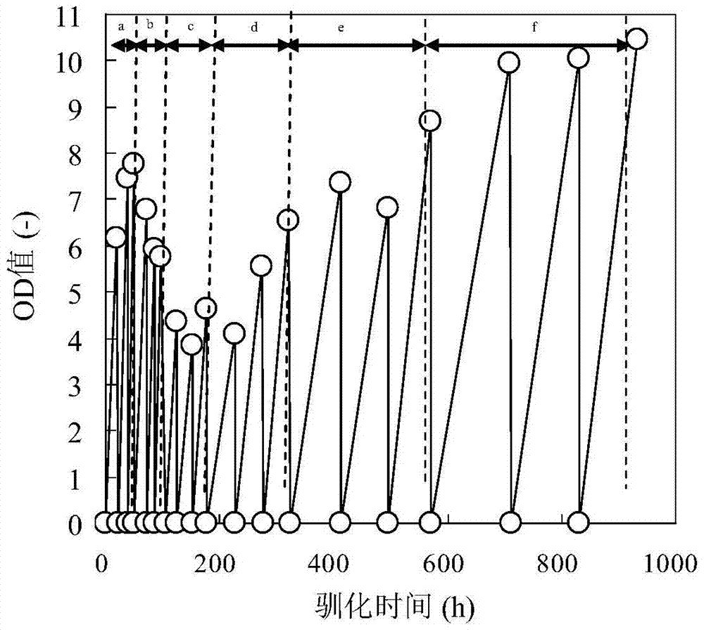 A strain of lignin-tolerant Saccharomyces cerevisiae and its application in bioethanol production