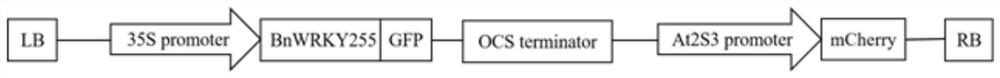 Gene, overexpression vector, cell line, host bacterium and application thereof related to drought resistance of rapeseed