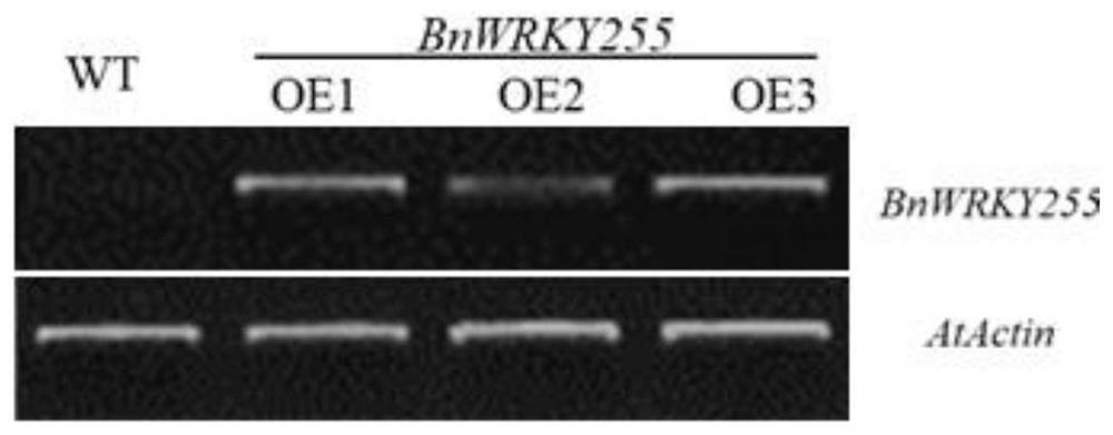 Gene, overexpression vector, cell line, host bacterium and application thereof related to drought resistance of rapeseed