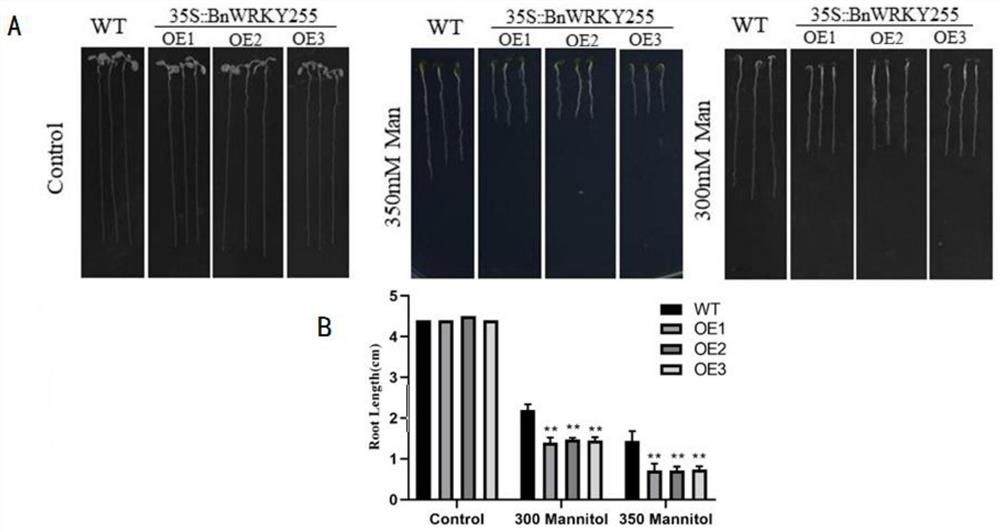 Gene, overexpression vector, cell line, host bacterium and application thereof related to drought resistance of rapeseed