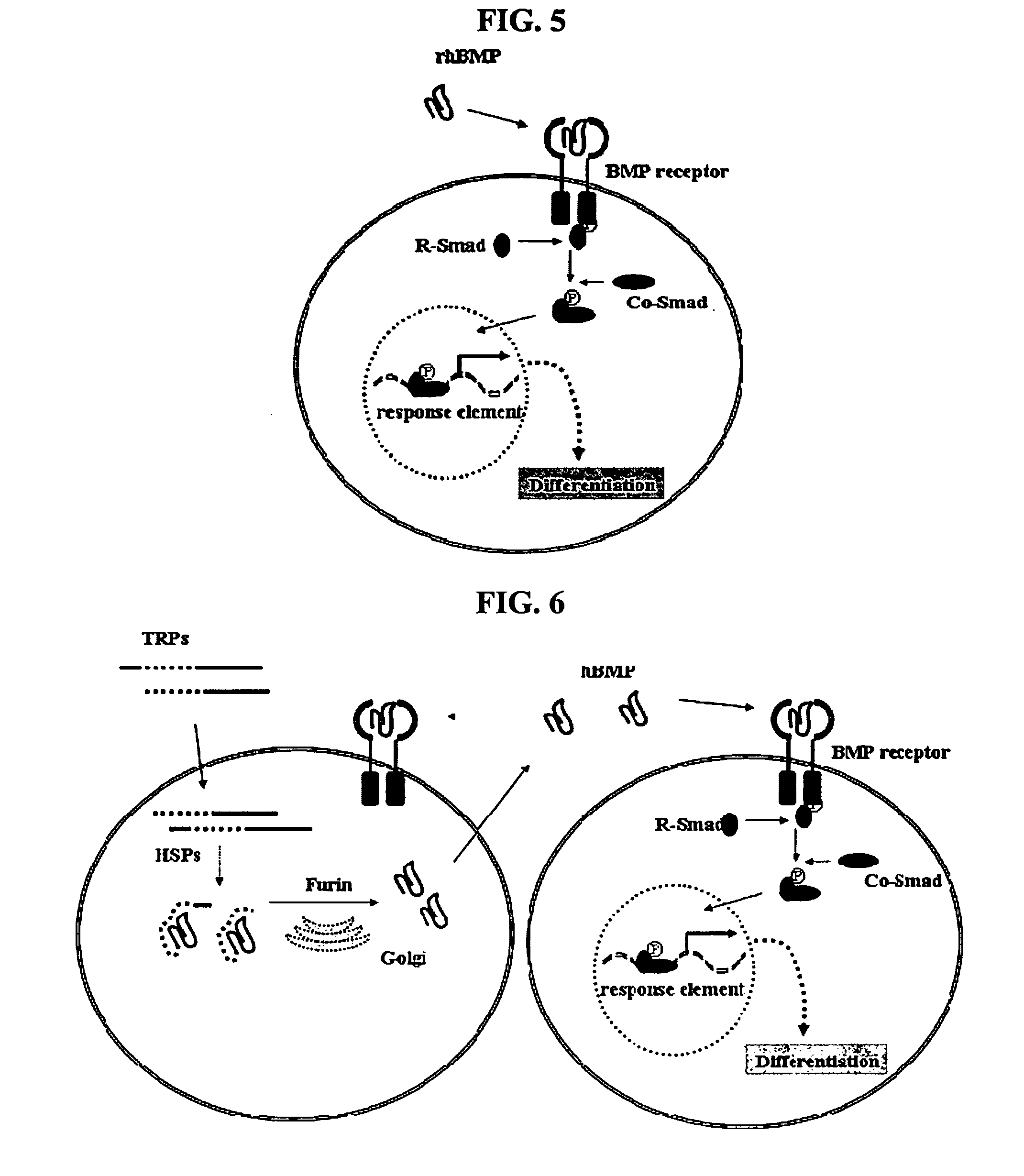 Non-activated polypeptides having a function of tissue regeneration and method for preparing the same
