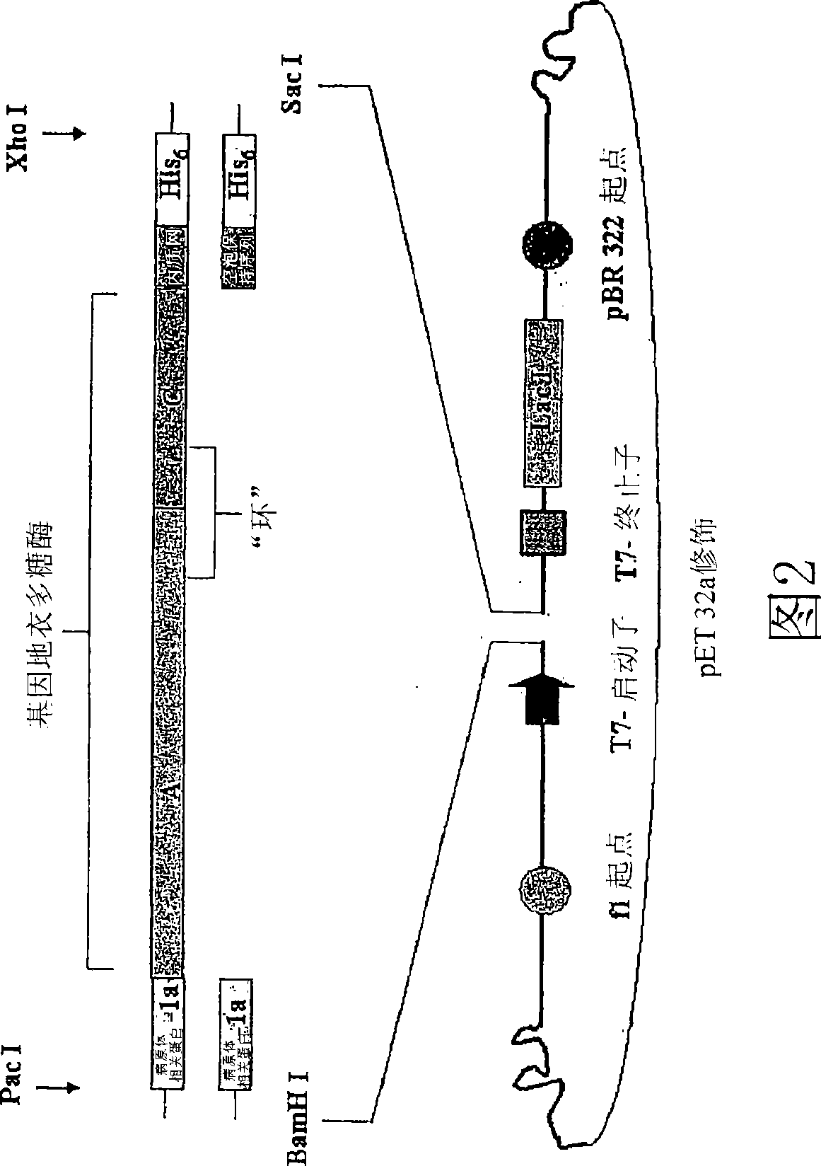 Influenza antibodies, compositions, and related methods