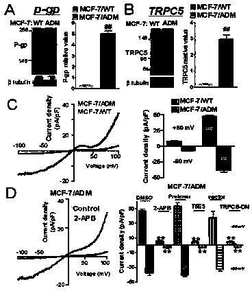 Application of TRPC5 as drug target in reversing multi-drug resistance