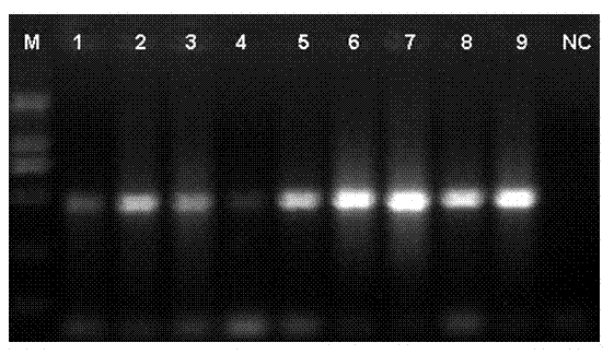 Mouse-tail DNA (deoxyribose nucleic acid) extraction kit applicable to the genotype of laboratory mouse and application thereof