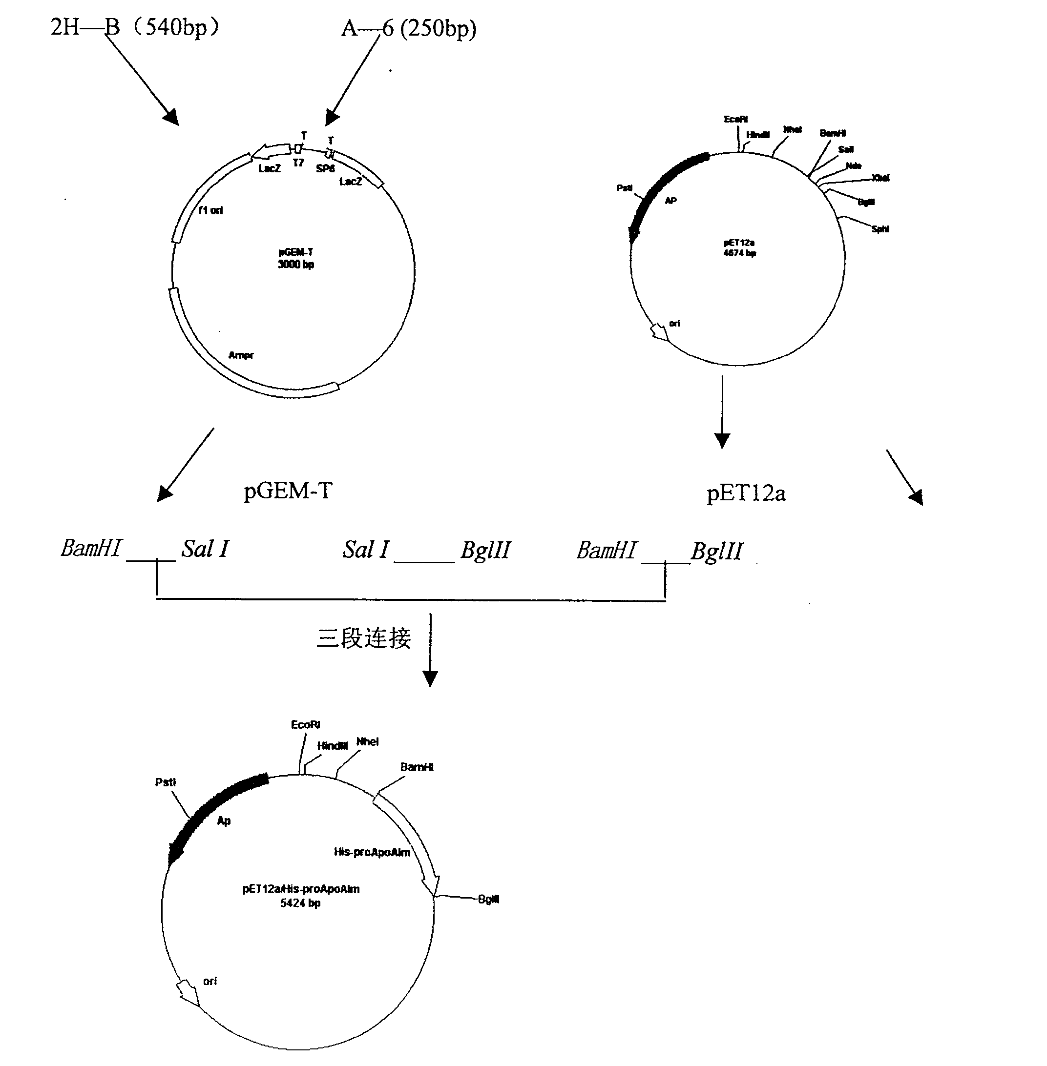 Method for preparing expressed gene for constructing apolipoprotein AIm of human