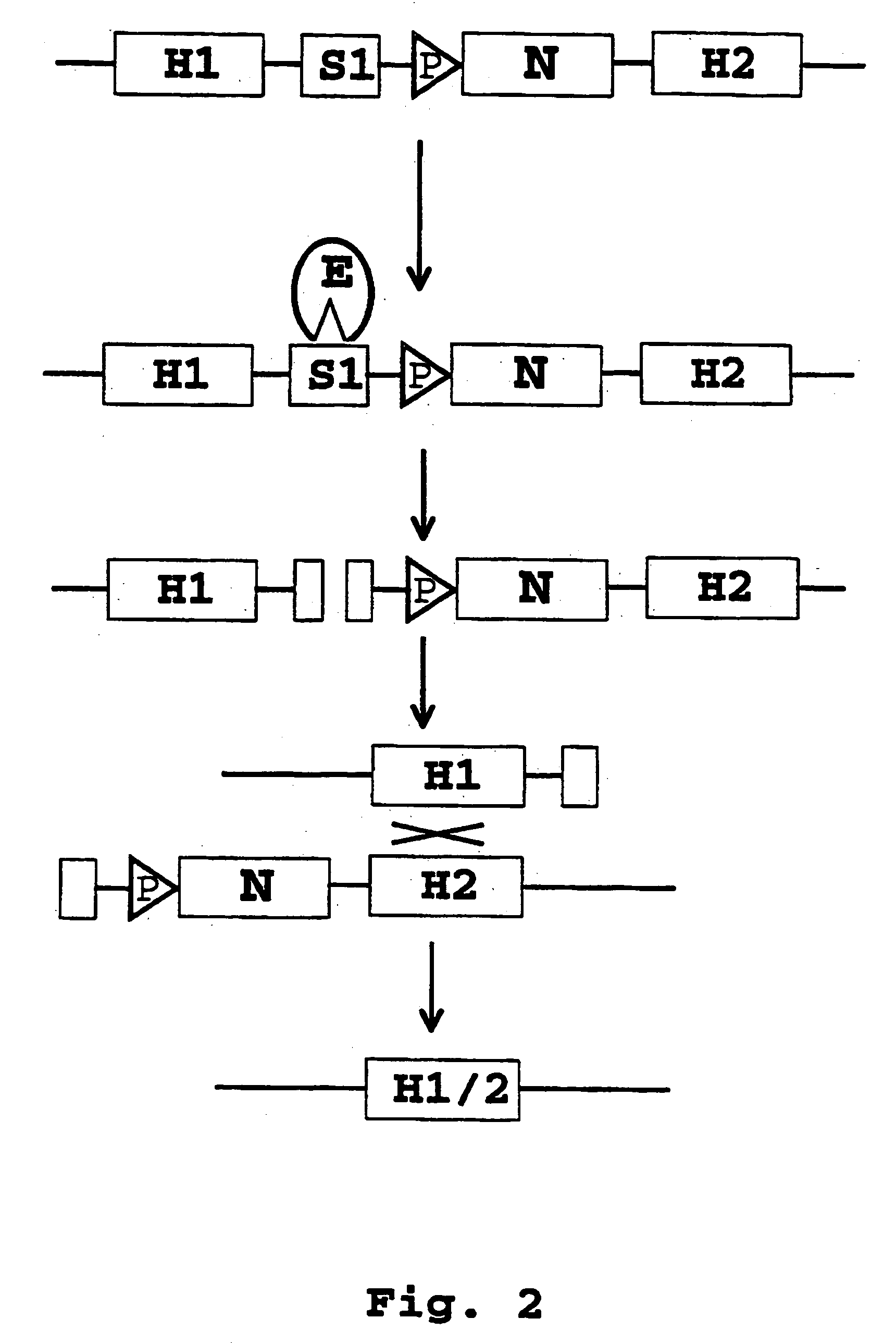 Recombination systems and methods for eliminating nucleic acid sequences from the genome of eukaryotic organisms
