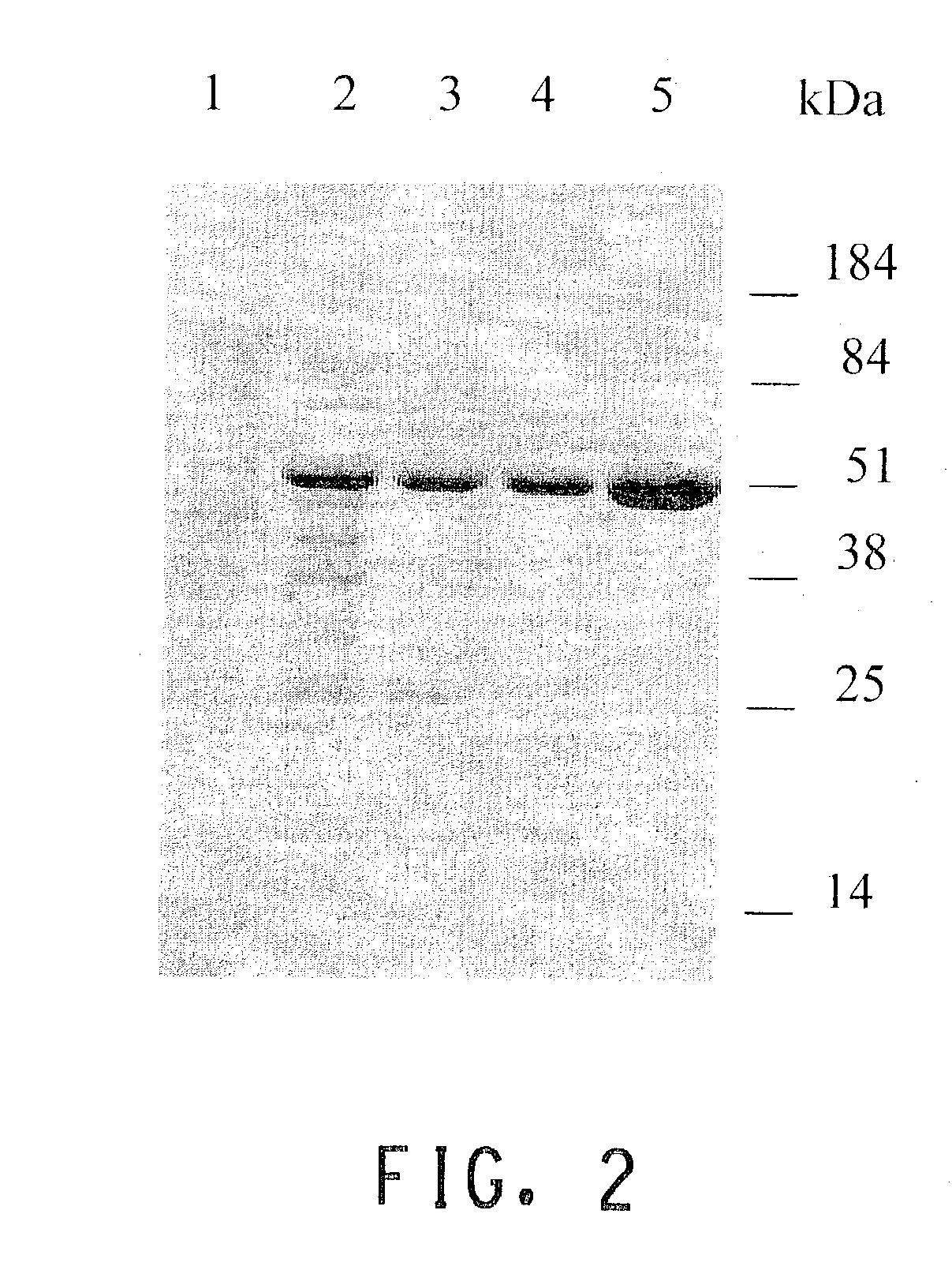 UDP-glucosyltransferases