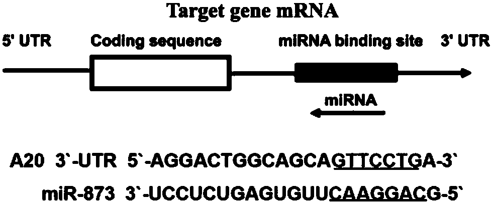 Application of an endogenous non-coding small RNA miR-873