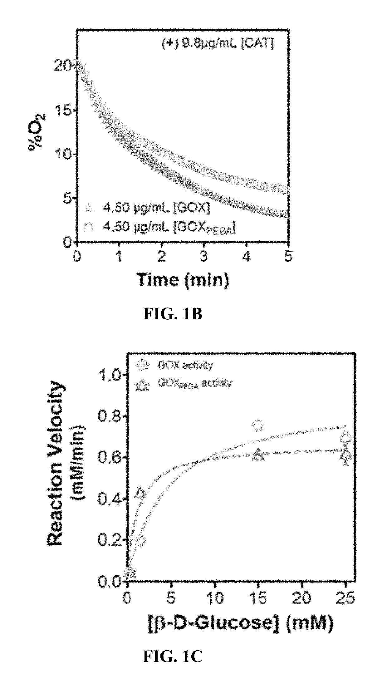 Stabilization of enzyme-immobilized hydrogels for extended hypoxic cell culture
