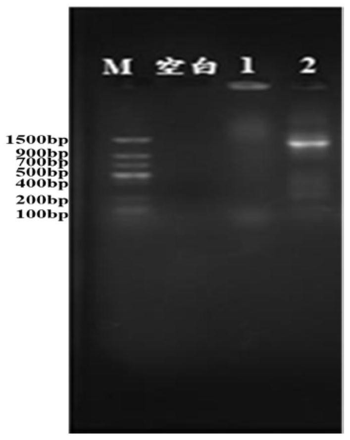 Kit for extracting putrefying bacteria DNA (deoxyribonucleic acid) in conditioning bag and extraction method thereof