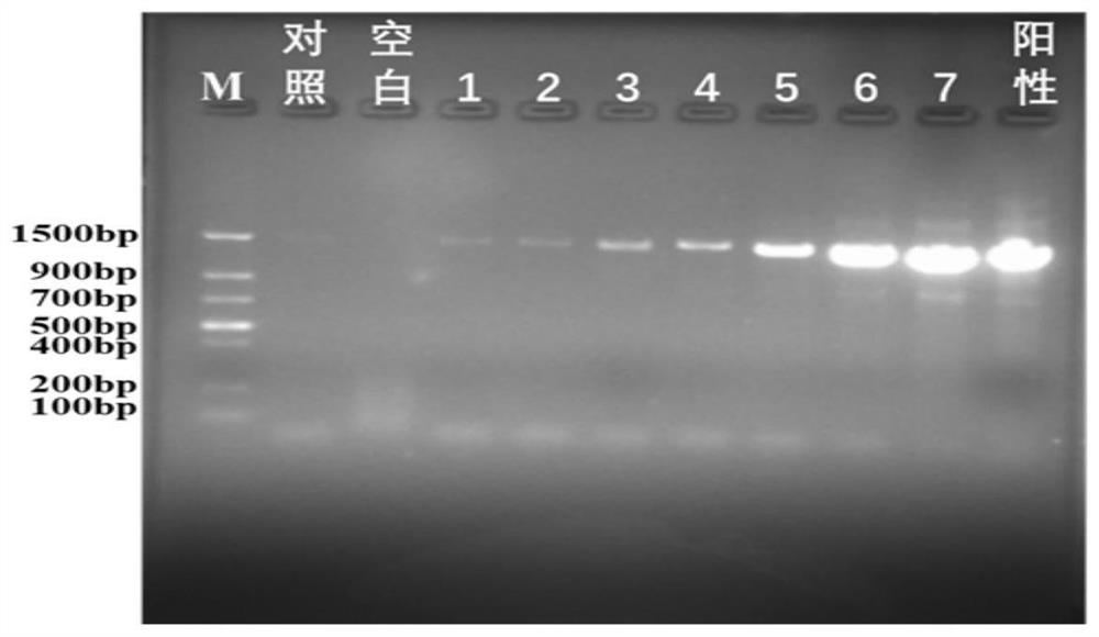 Kit for extracting putrefying bacteria DNA (deoxyribonucleic acid) in conditioning bag and extraction method thereof