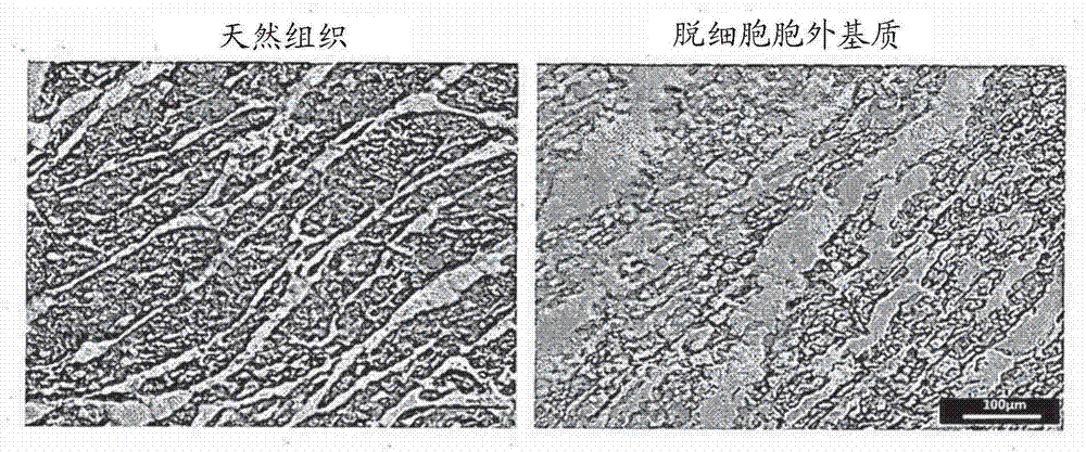 Three-dimensional structure for cardiac muscular tissue regeneration and manufacturing method therefor