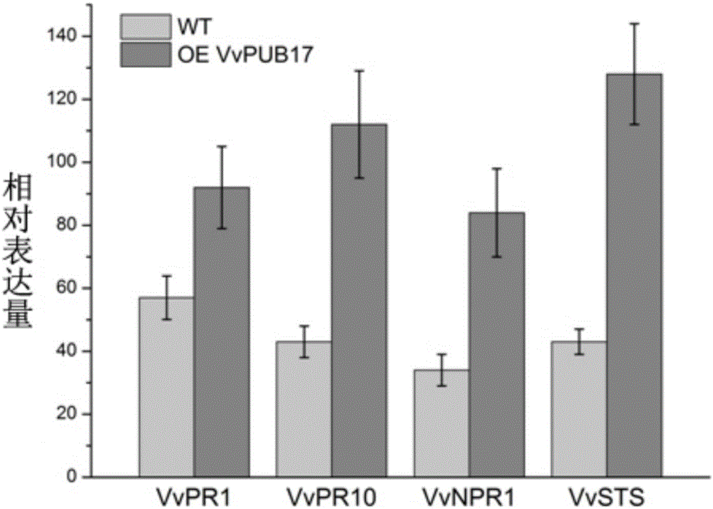Grape disease-resistant related gene VvPUB21, plant expression vector thereof and application of grape disease-resistant related gene VvPUB21 and plant expression vector
