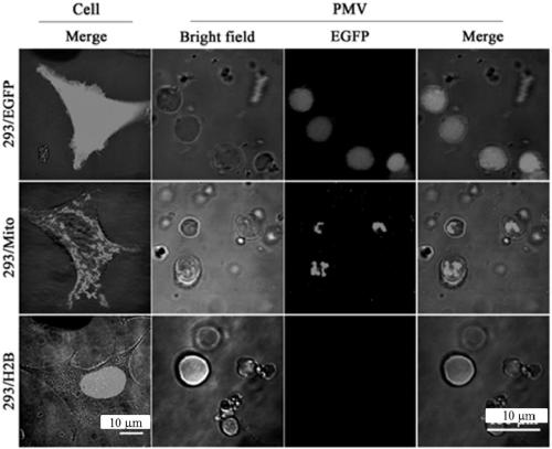 A cell membrane particle expressing fusion membrane protein and its preparation and application