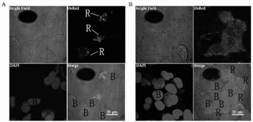 A cell membrane particle expressing fusion membrane protein and its preparation and application