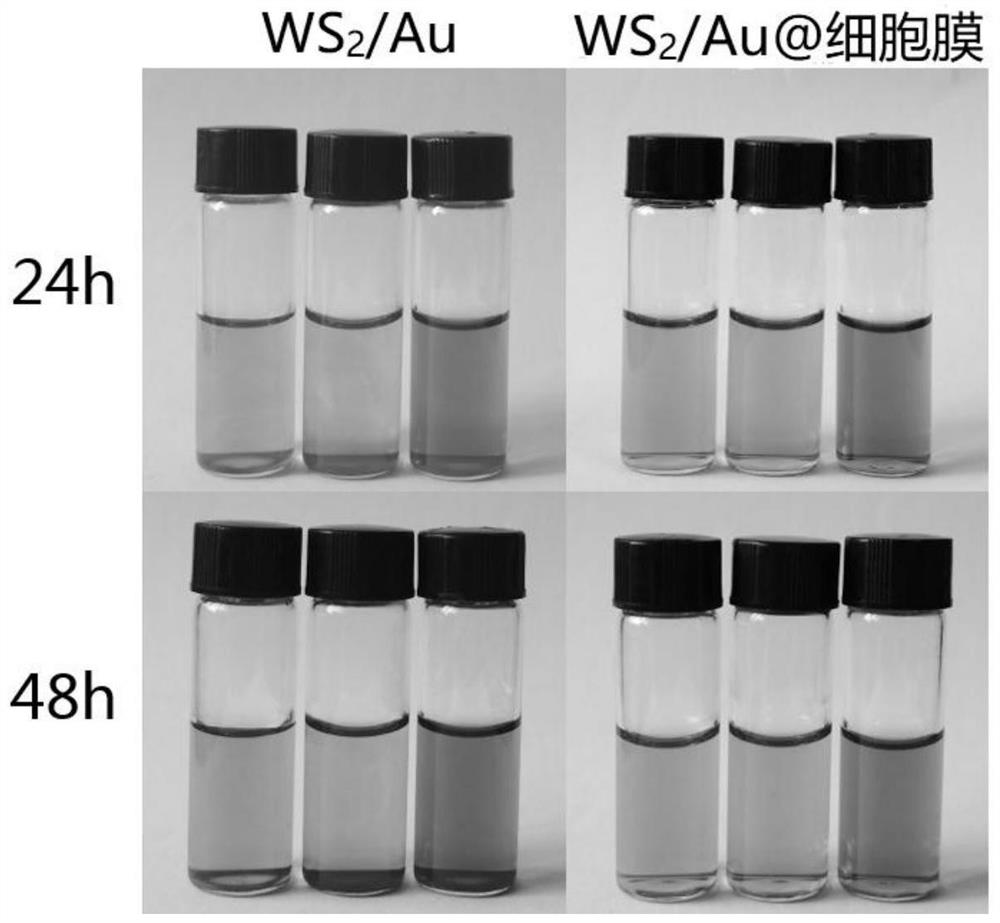 Preparation method and application of layered WS2/Au tumor cell membrane composite material