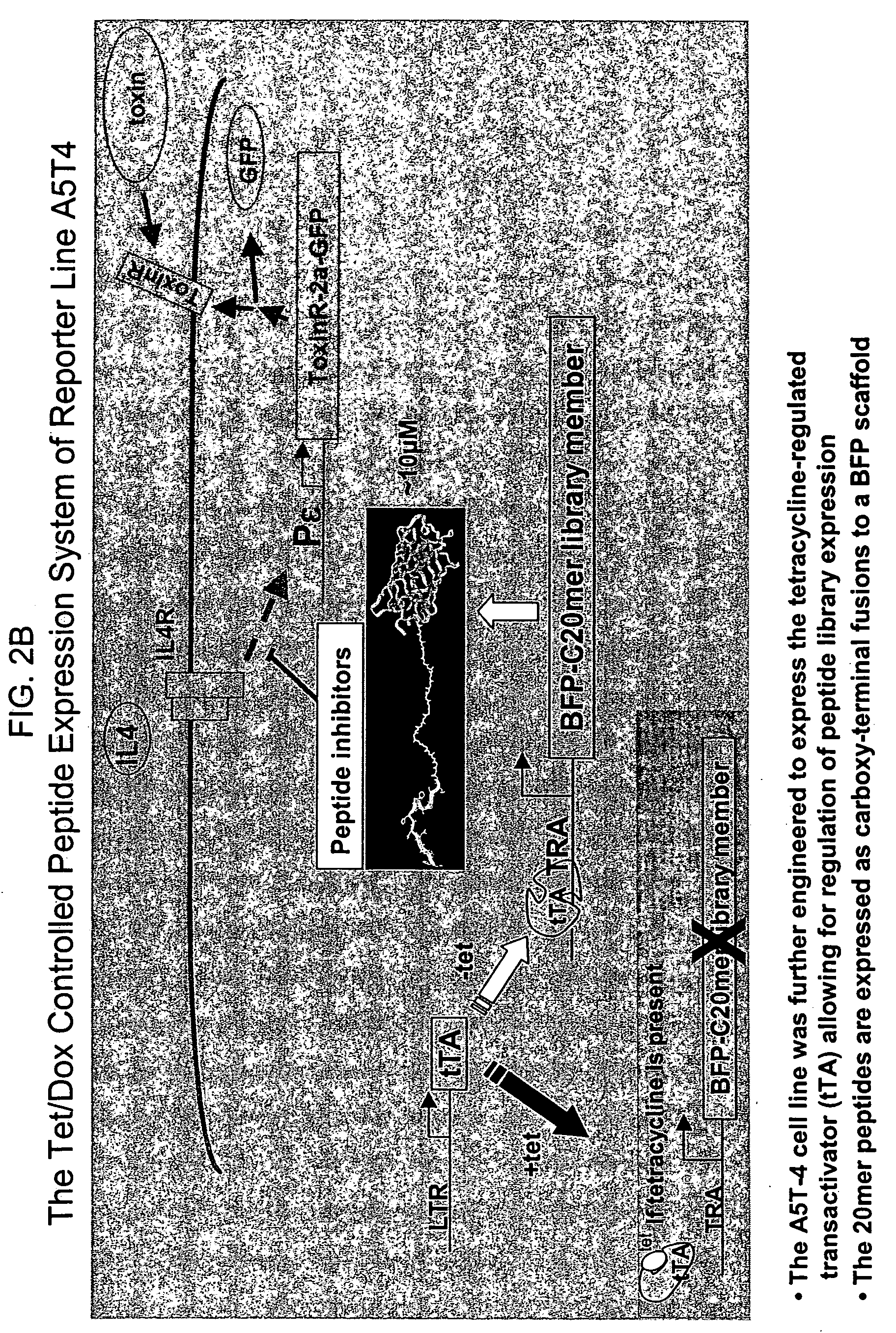 Methods of identifying compounds that modulate IL-4 receptor mediated IgE synthesis utilizing a CLLD8 protein