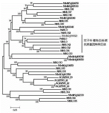 Rapid identification of powdery mildew gene of Medicago truncatula by utilizing comparative genomics