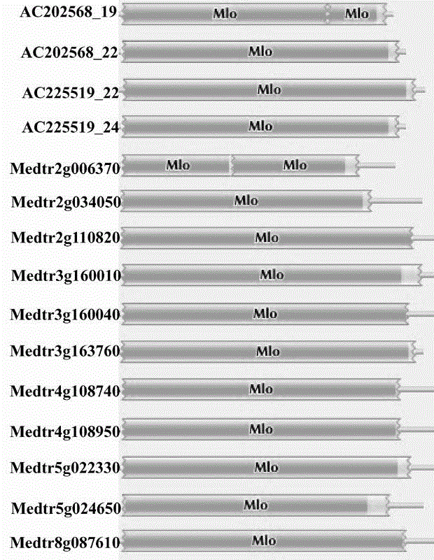Rapid identification of powdery mildew gene of Medicago truncatula by utilizing comparative genomics