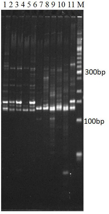 Microsatellite molecular marker for distinguishing genetic backgrounds of chromosomes 2 of sugarcane noble species and saccharum spontaneum and application of microsatellite molecular marker
