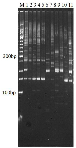 Microsatellite molecular marker for distinguishing genetic backgrounds of chromosomes 2 of sugarcane noble species and saccharum spontaneum and application of microsatellite molecular marker