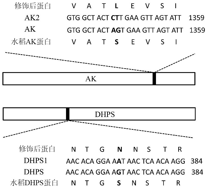 Key enzyme genes ak2 and dhps1 of lysine synthesis pathway modified by site-directed mutagenesis and their application