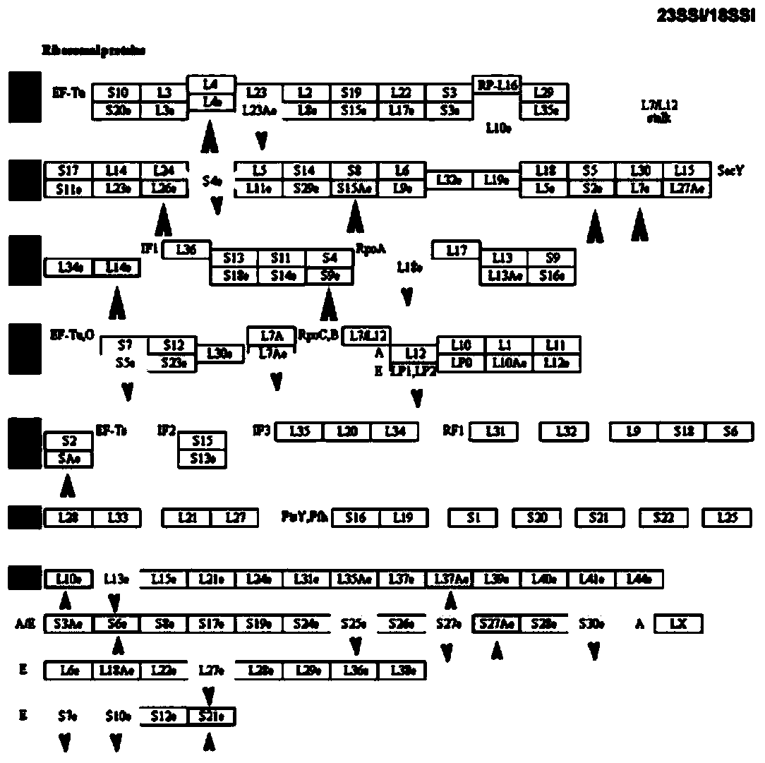 Identification method for key ribosomal proteins in developmental regulation of female schistosoma japonicum katsurada