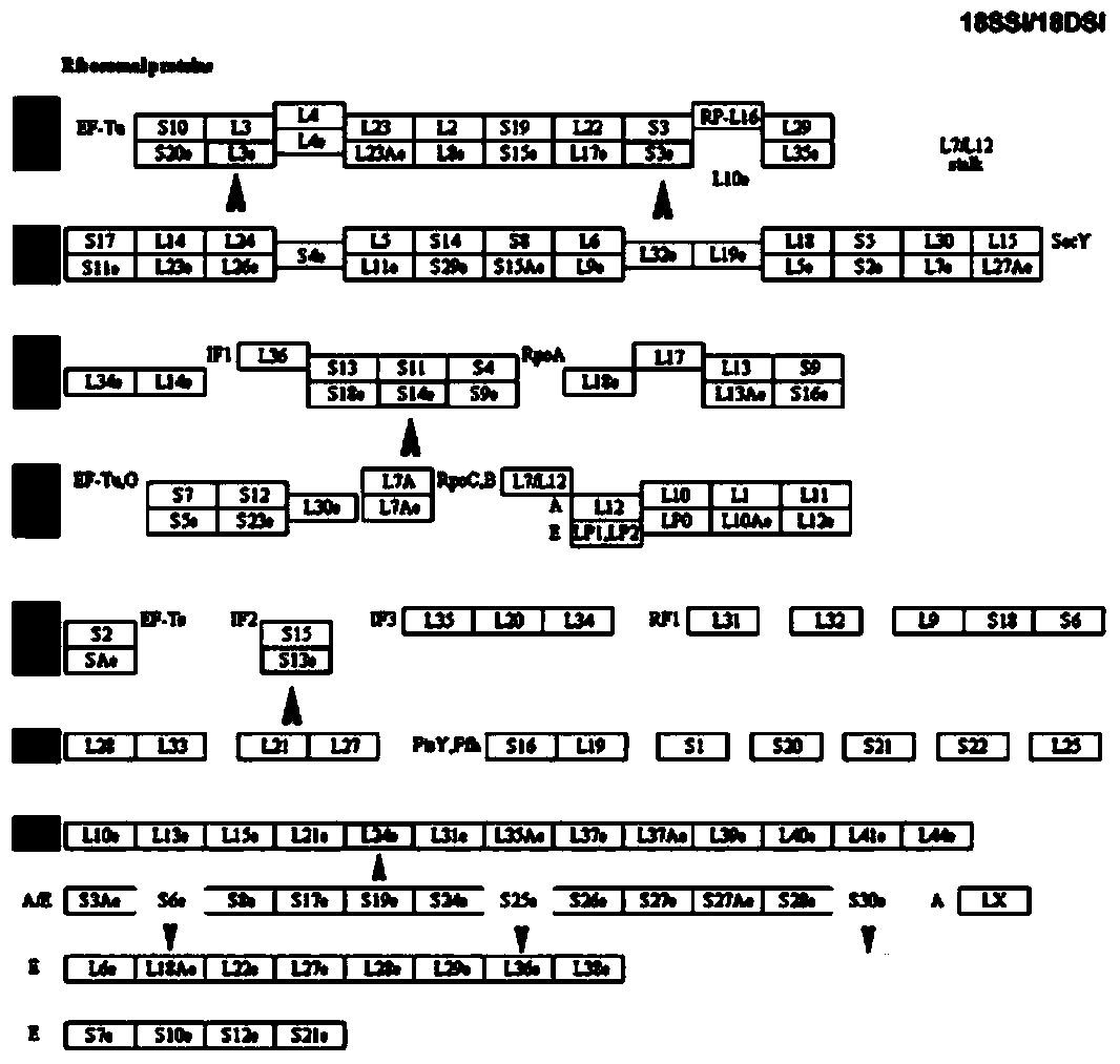 Identification method for key ribosomal proteins in developmental regulation of female schistosoma japonicum katsurada