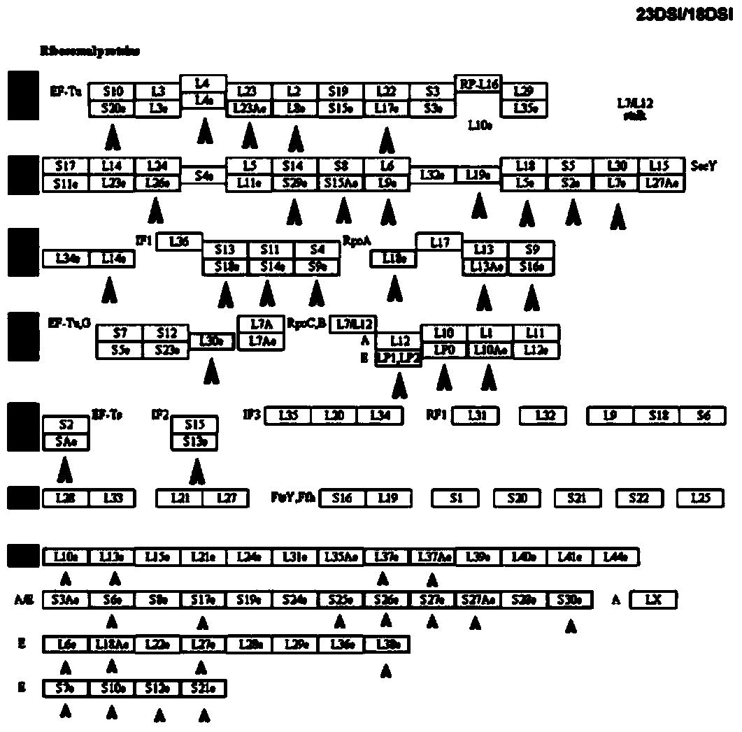 Identification method for key ribosomal proteins in developmental regulation of female schistosoma japonicum katsurada