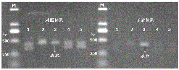 Method for sensitively detecting human EGFR gene mutation based on enzyme digestion and reagent kit