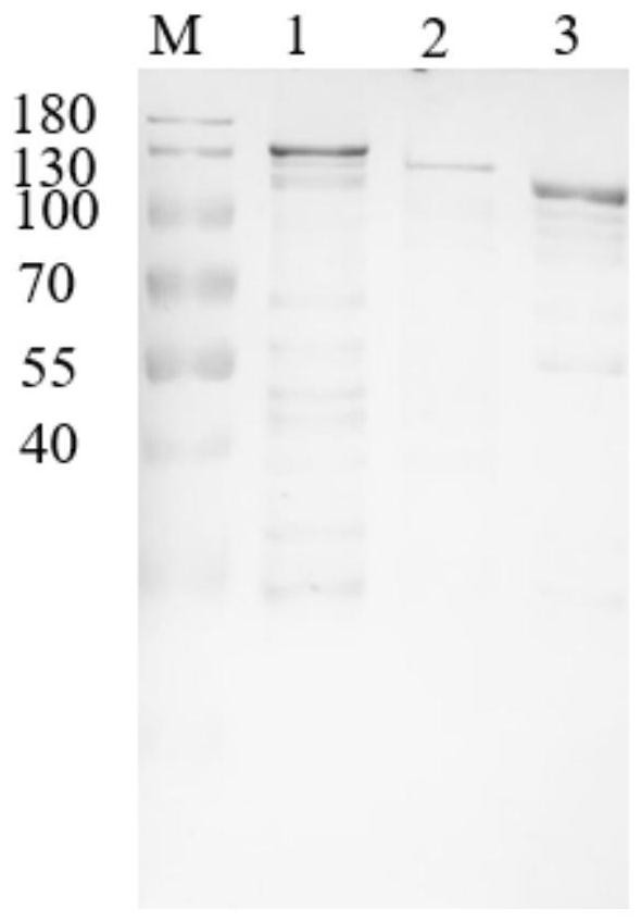 Acidic high temperature resistant recombinant cellulase and its application