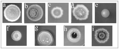 Streptomyces with double functions of preventing diseases and killing pests, application and culture method thereof, and biocontrol agent