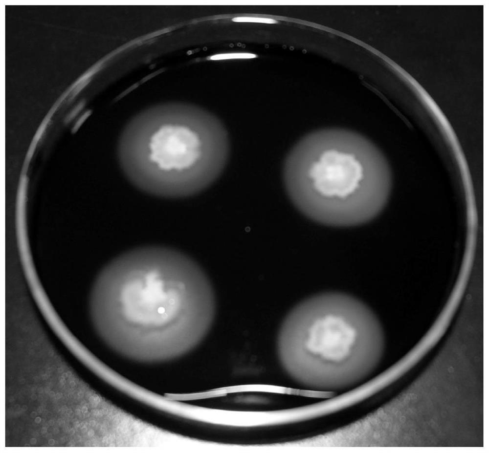 A strain of Bacillus subtilis and its application in soy sauce fermentation