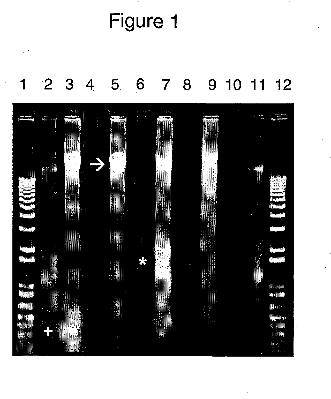 Stabilizing compositions and methods for extraction of ribonucleic acid