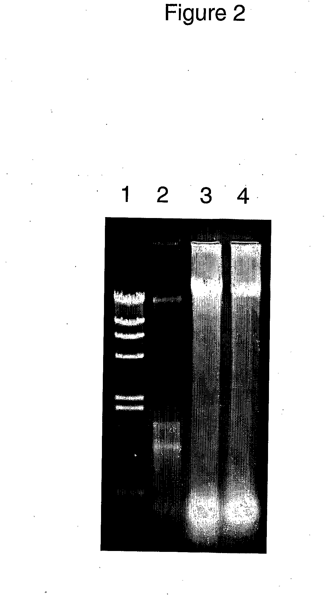 Stabilizing compositions and methods for extraction of ribonucleic acid