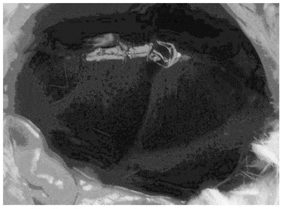 Lactobacillus rhamnosus with cholesterol-lowering effect and use thereof