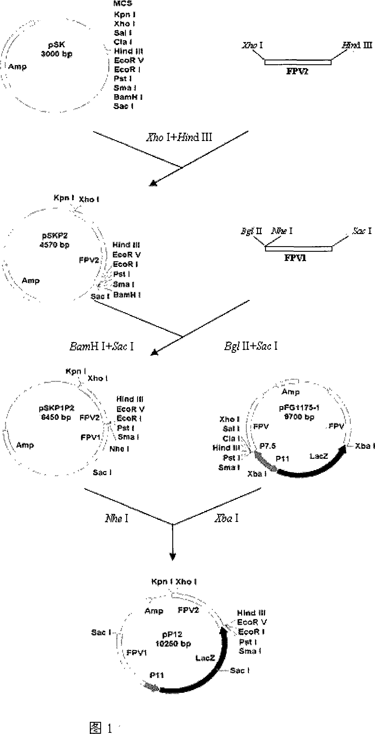 Fowl pos virus expression vector P12 18 and its construction process