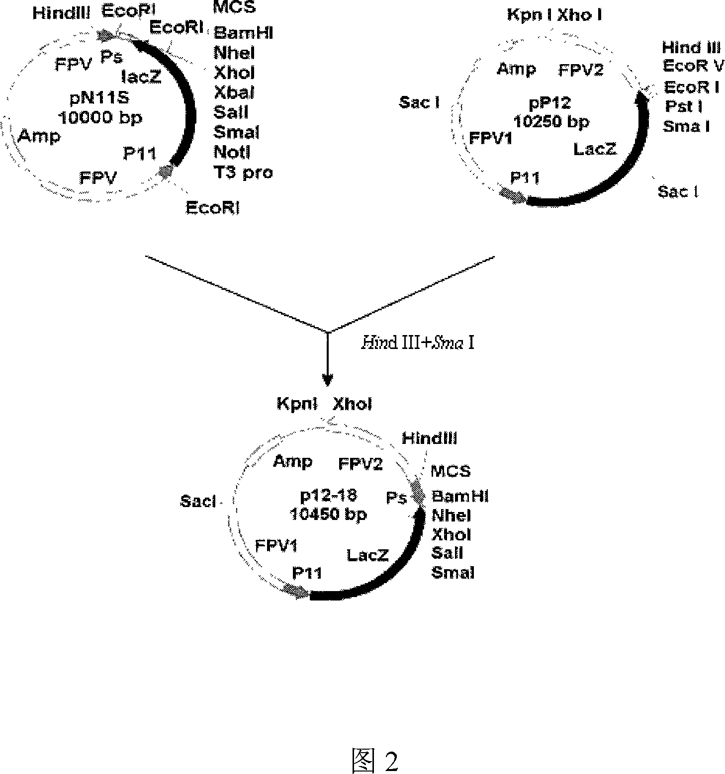 Fowl pos virus expression vector P12 18 and its construction process