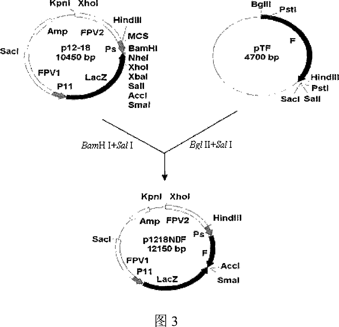 Fowl pos virus expression vector P12 18 and its construction process