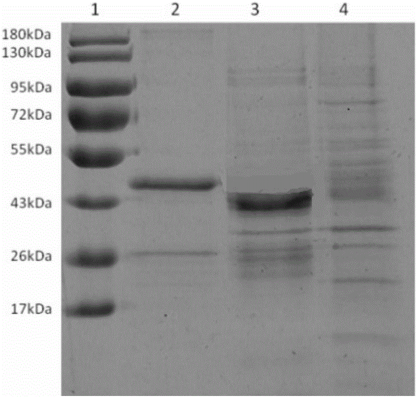 Chikungunya virus specific detection antigen and application thereof