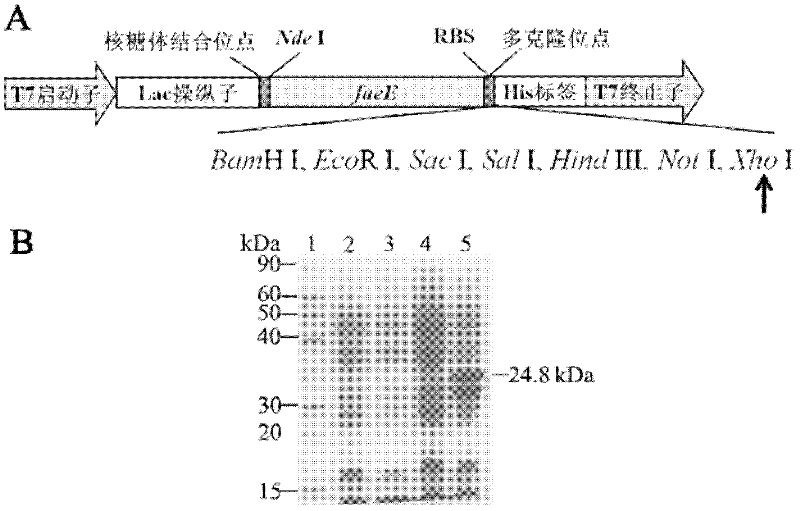 Plasmid for heterologous protein solubility expression and preparation and application method thereof