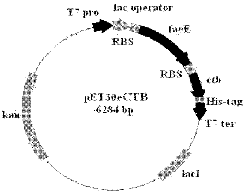 Plasmid for heterologous protein solubility expression and preparation and application method thereof