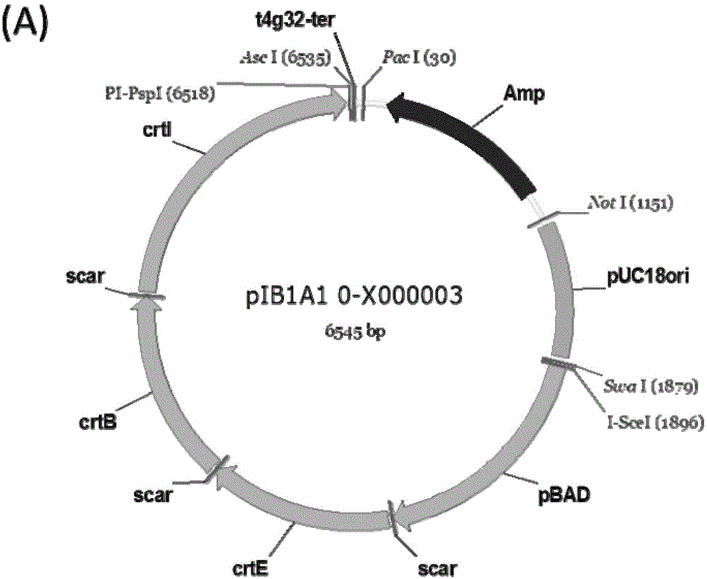 DNA construct and DNA extracorporeal splicing method